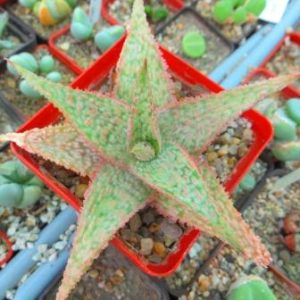 aloe hybrid oik