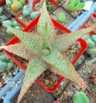 aloe hybrid oik