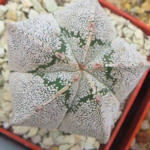 astrophytum onzuka star