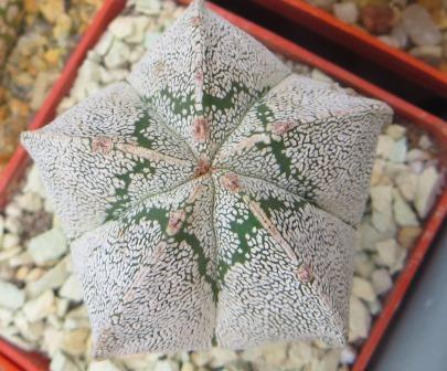 astrophytum onzuka
