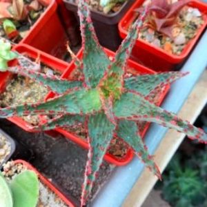 aloe hybrid Тай