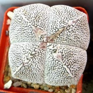 astrophytum onzuka v type ball