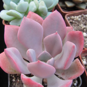 Echeveria    Debbie   Big