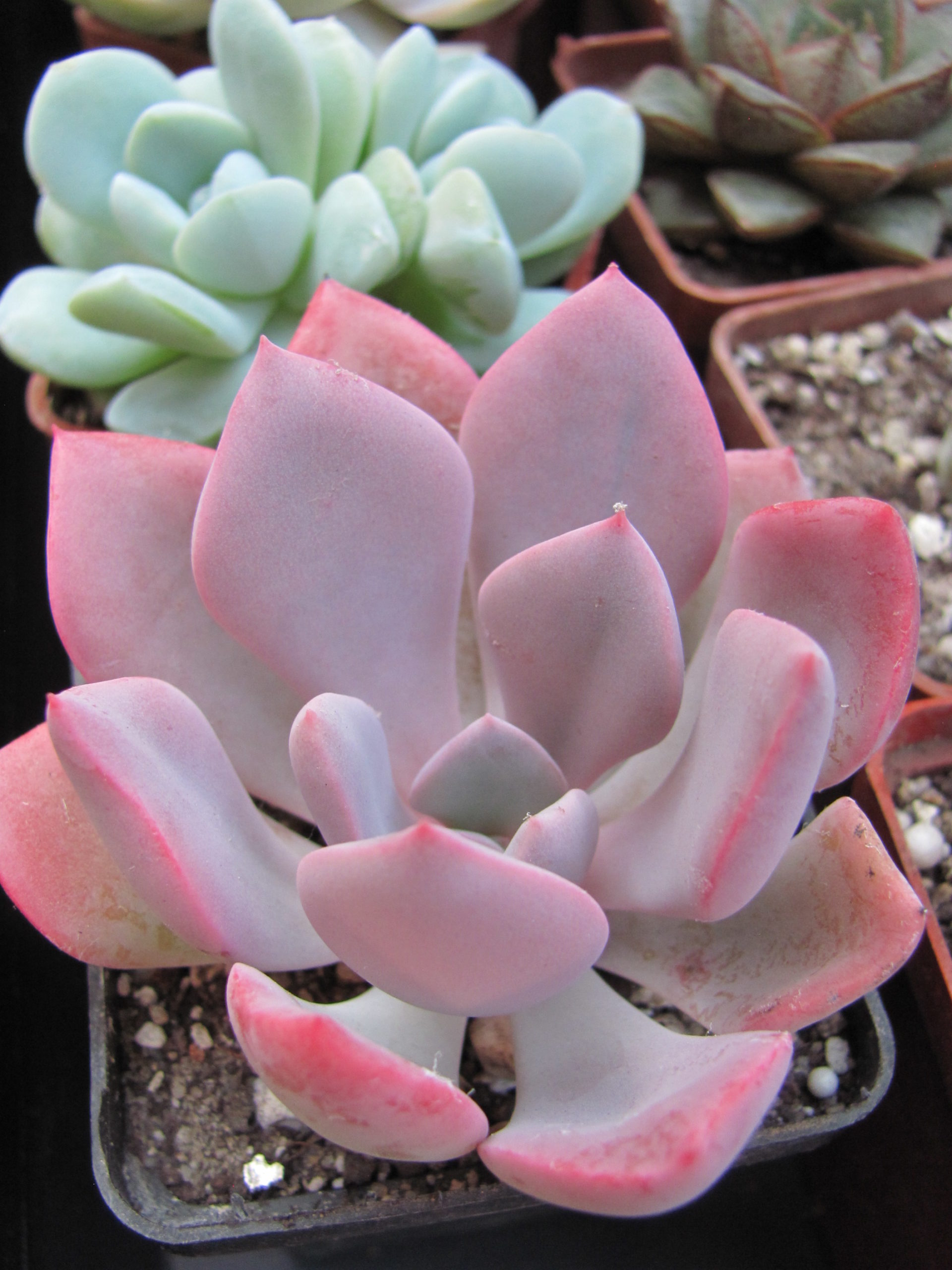 Echeveria    Debbie   Big