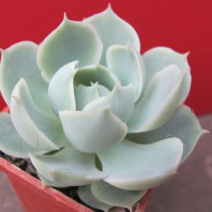 Echeveria     Laguna  Sanchez   hybr.