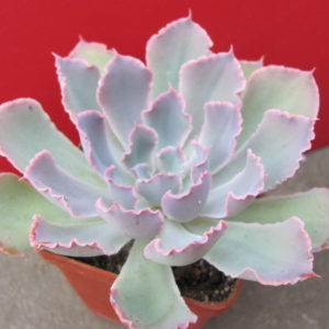Echeveria    Neon   Breakers