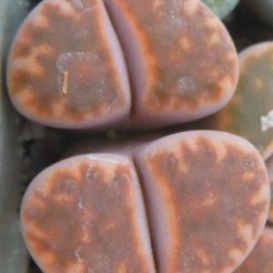ithops karasmontana bella fenestrata Cop L 14-312
