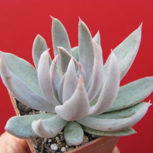 Echeveria    craigiana    Chihuahua