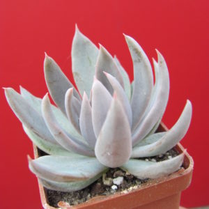 Echeveria   craigiana    Chihuahua