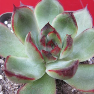Echeveria     spec.