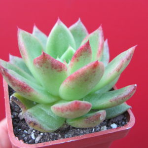 Echeveria     Gilva    hybr.