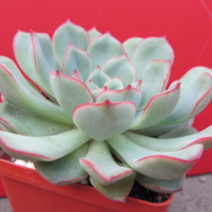 Echeveria     hybr.