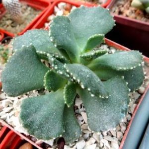 aloinopsis malherbei куб 7 см!!!