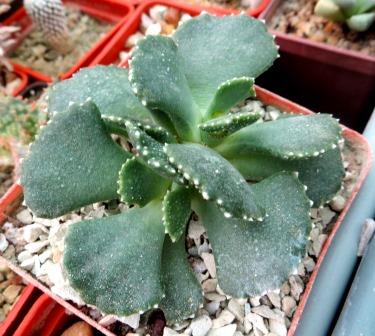 aloinopsis malherbei куб 7 см!!!