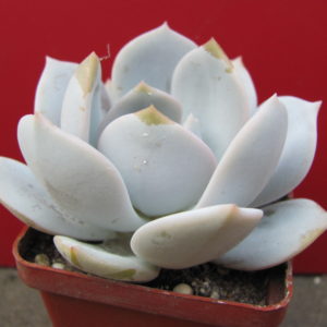 Echeveria     laui   hybr.