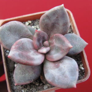 Echeveria   xichuensis