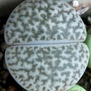1616.34 MG lithops hookeri dabneri C 301