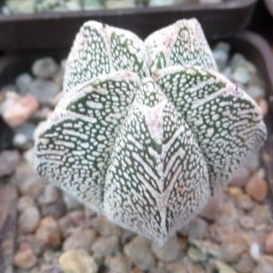 astrophytum onzuka v type