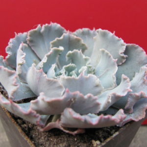 Echeveria     *Curly   Pearl*