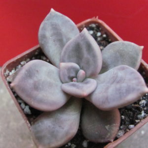 Echeveria    xichuensis