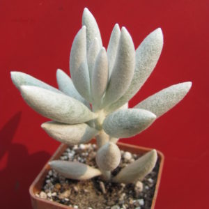 Senecio   haworthioides