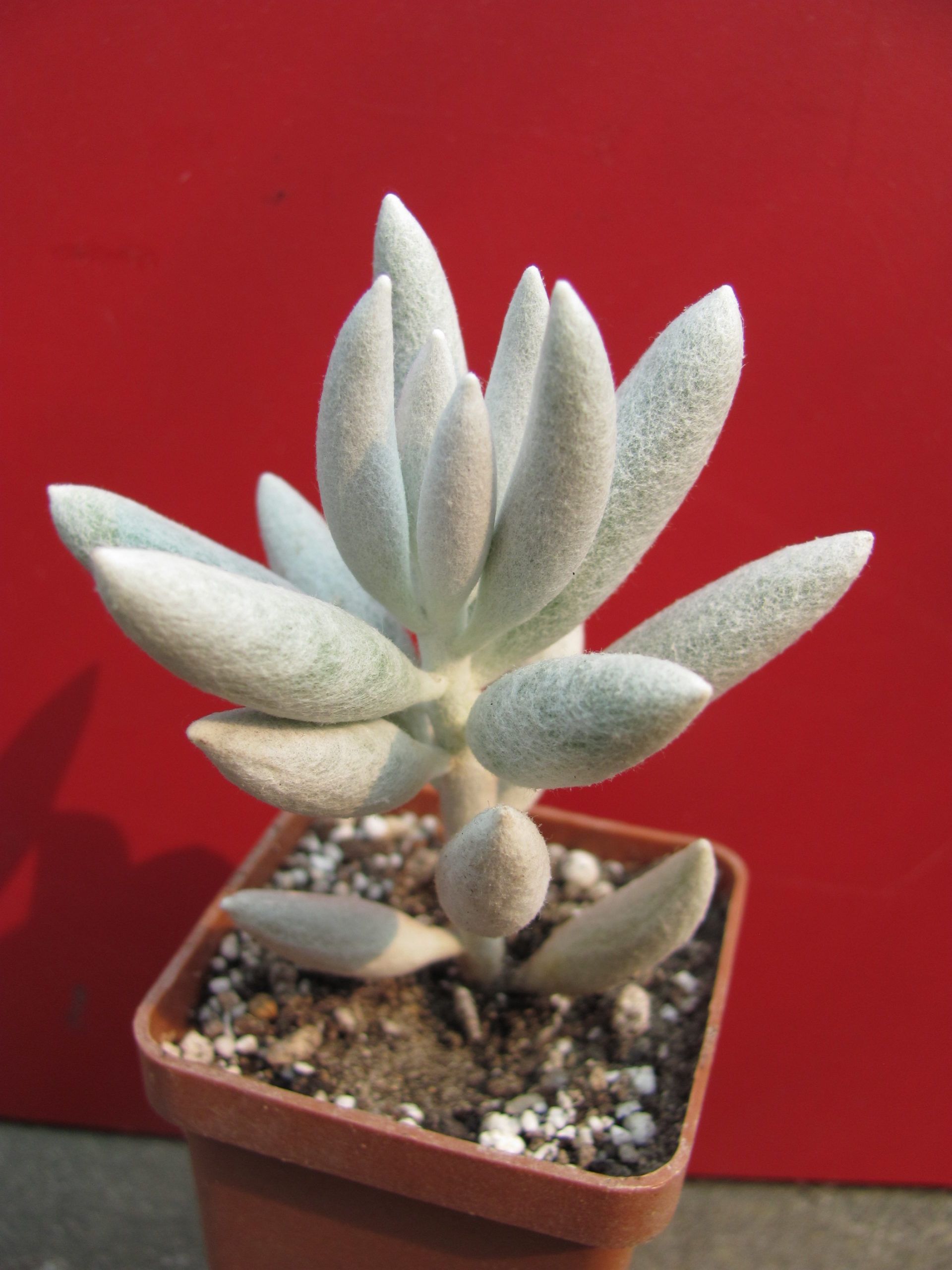 Senecio   haworthioides