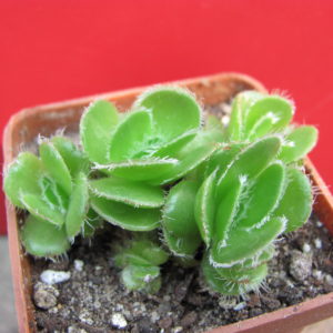 Crassula   tomentosa    glabrifolia