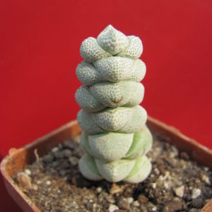 Crassula    deceptor