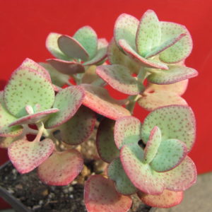 Crassula     cordata