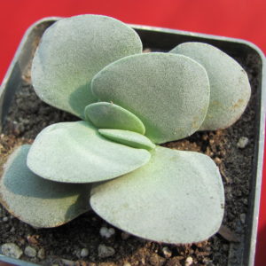 Crassula   Morgans   Beauty
