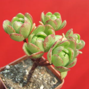 Aeonium    sedifolium     hybr.