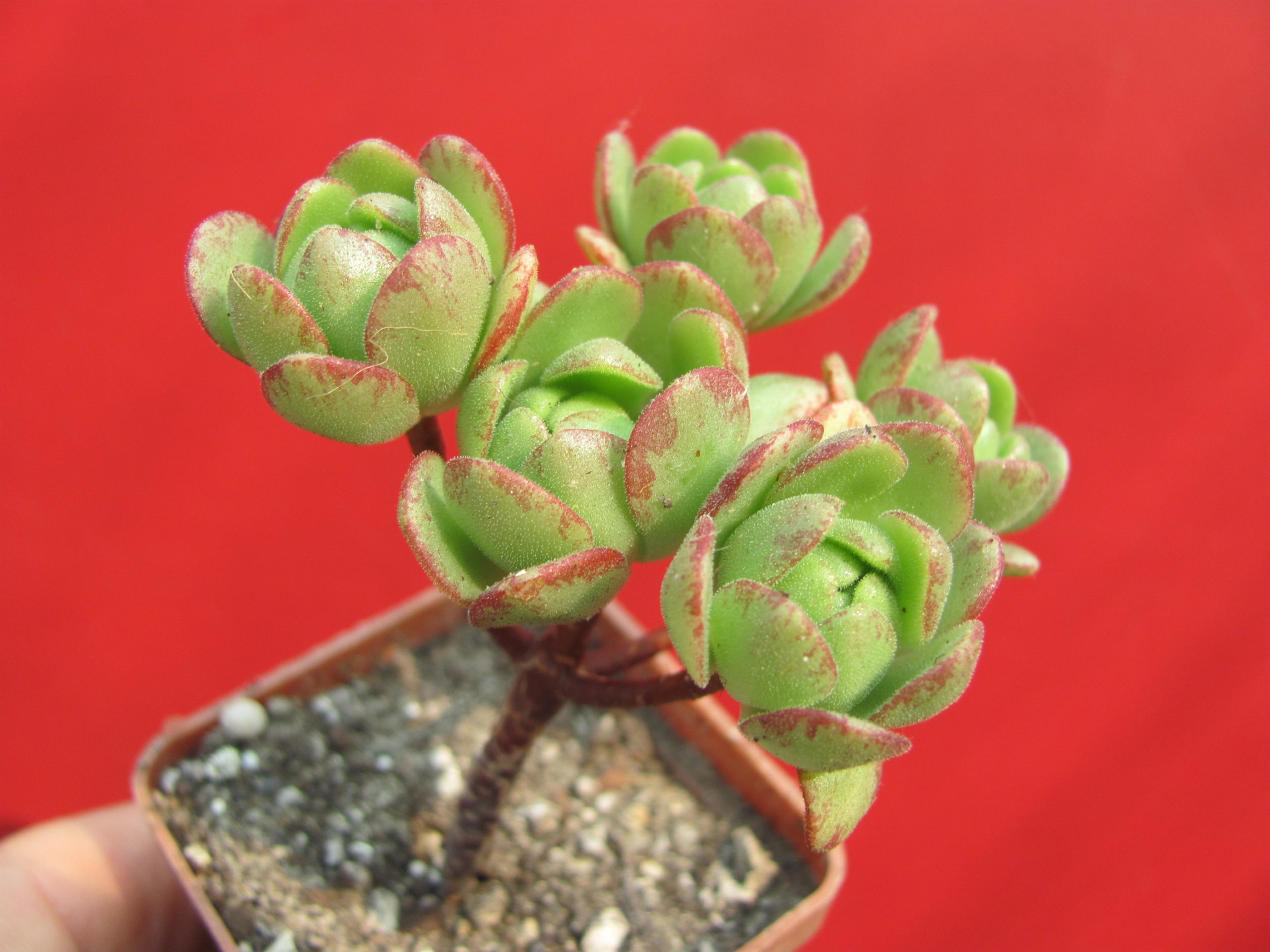 Aeonium    sedifolium     hybr.