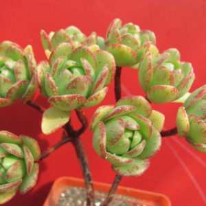 Aeonium     sedifolium   hybr.
