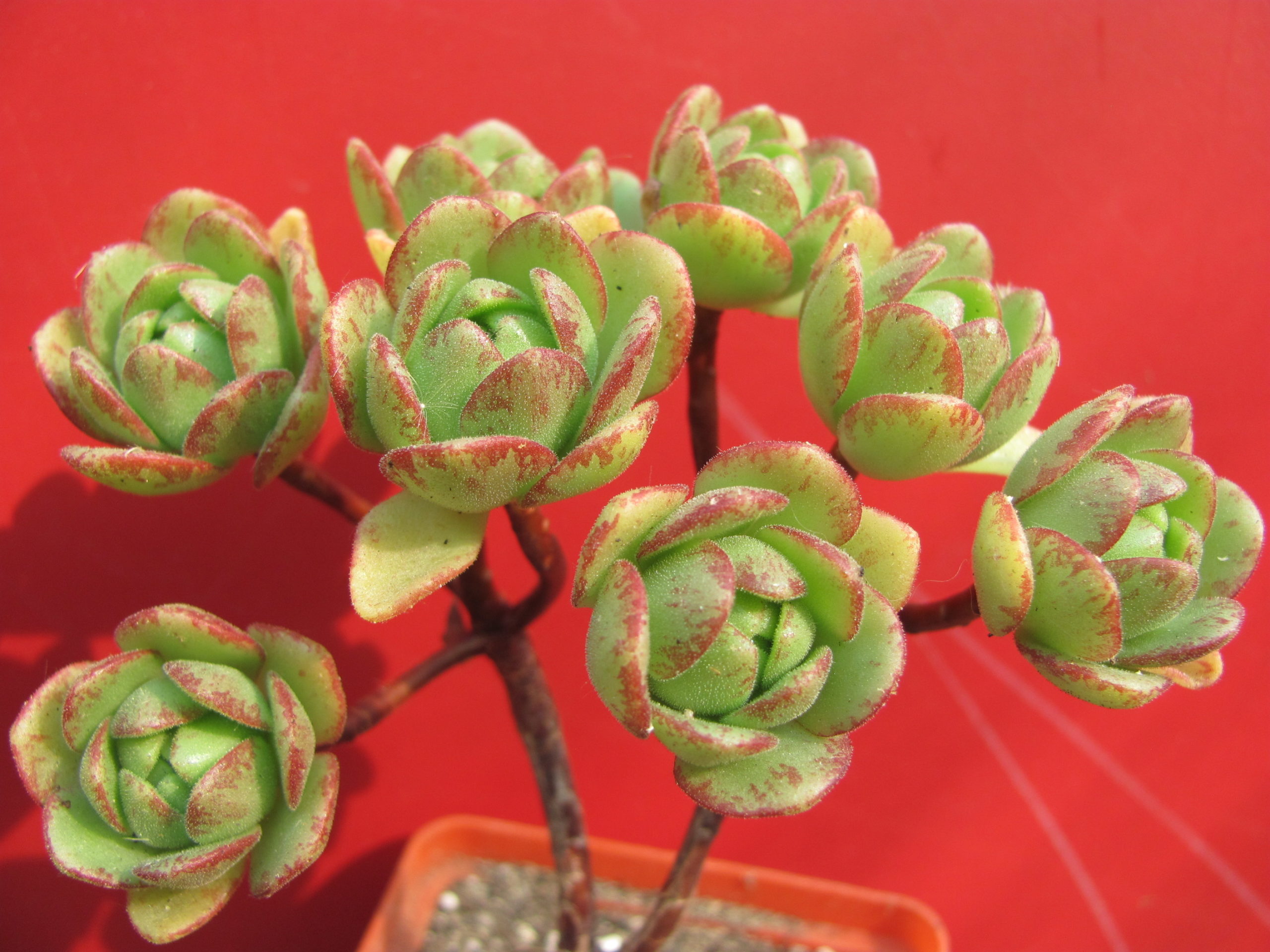 Aeonium     sedifolium   hybr.