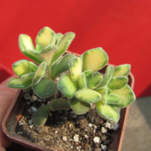 Aeonium   lindleyi    variegata