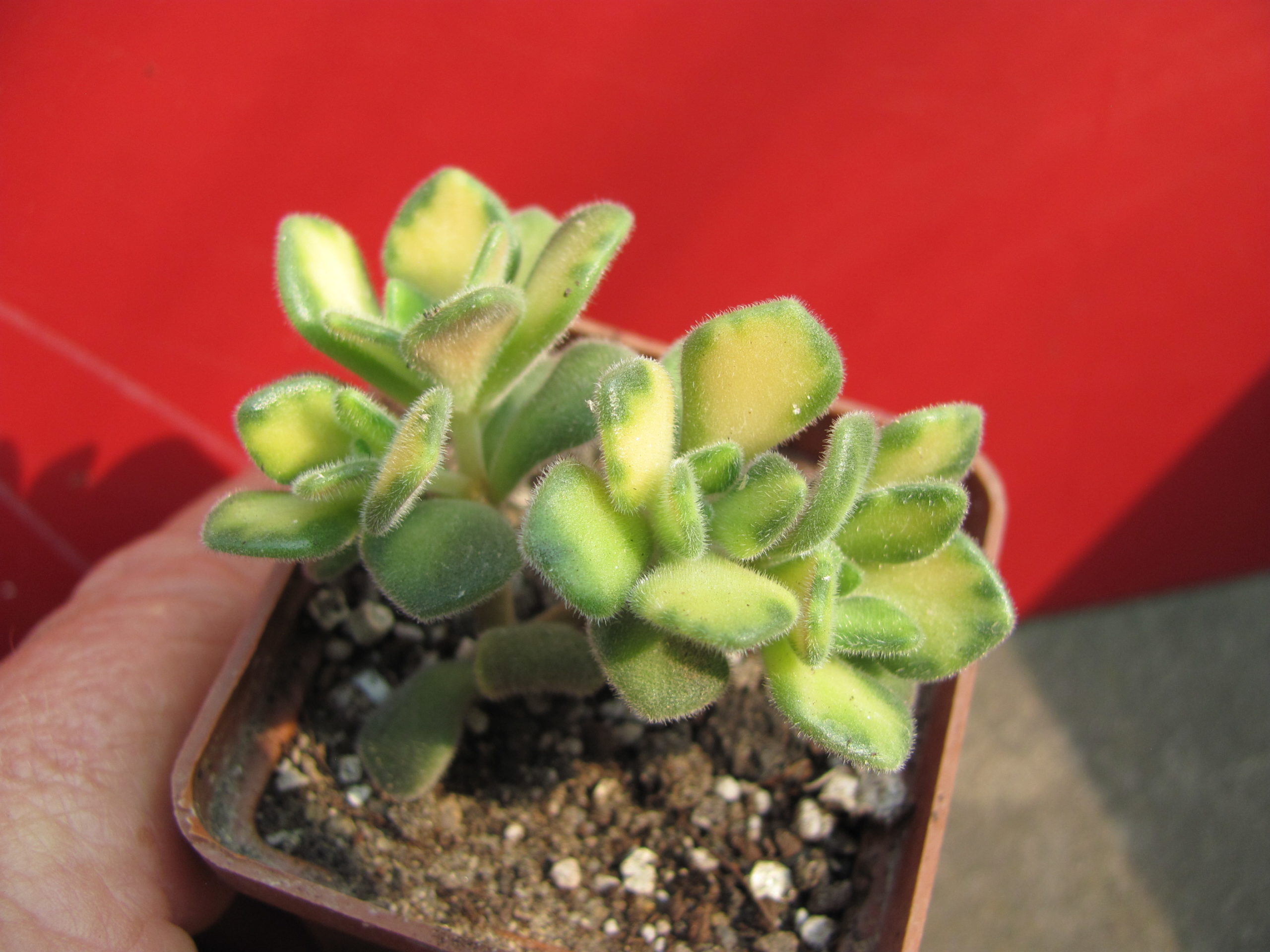 Aeonium   lindleyi    variegata