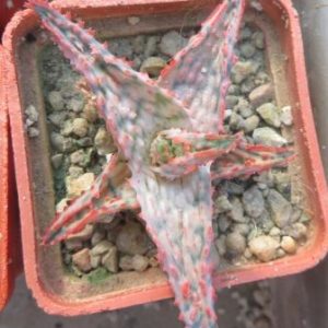 aloe hybrid