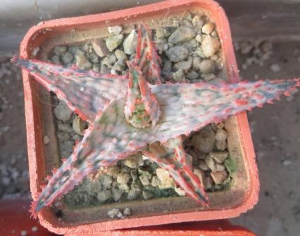 aloe hybrid