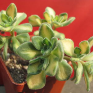 Aeonium     lindleyi    variegata