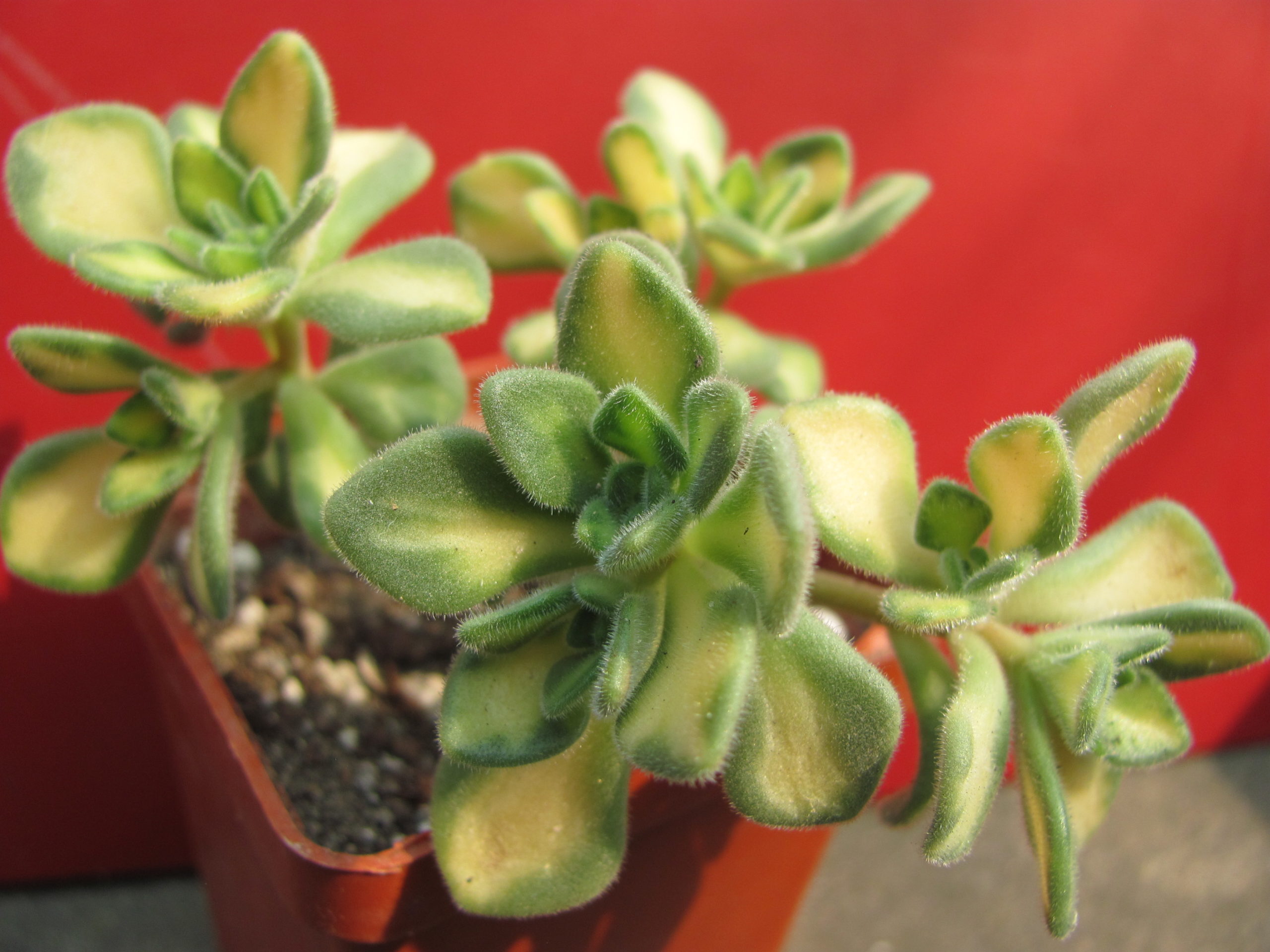 Aeonium     lindleyi    variegata