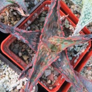 aloe hybrid Тай