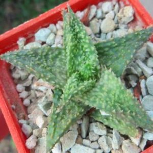 aloe hybrid