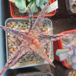 aloe hybrid Тай