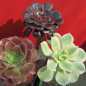 Aeonium      3 разом