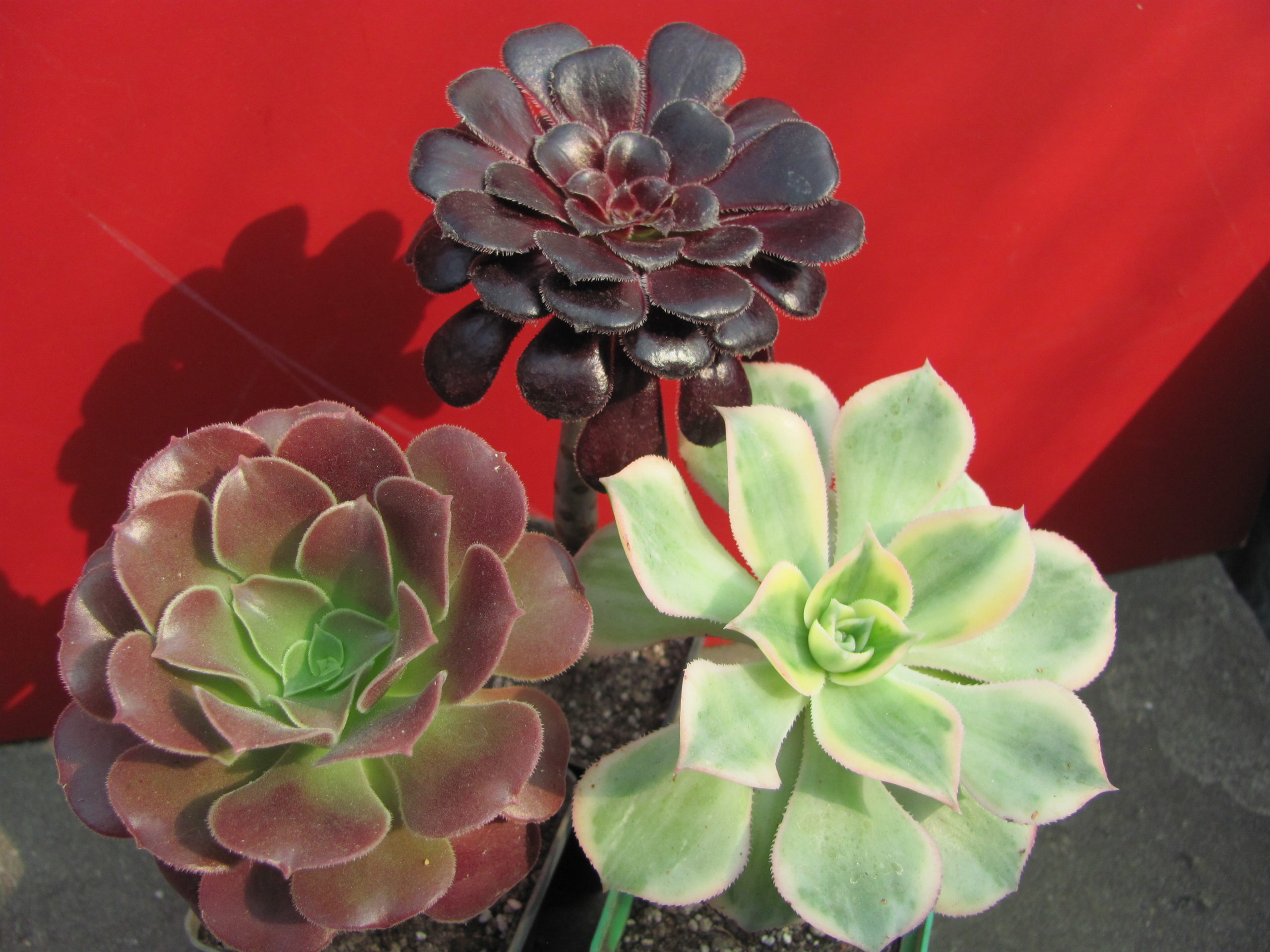 Aeonium      3 разом