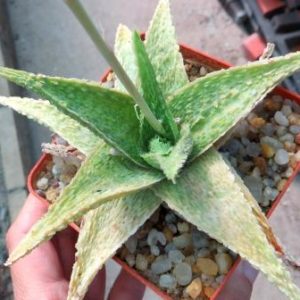 aloe white cloud
