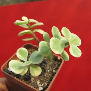 Portulacaria     afra    variegata