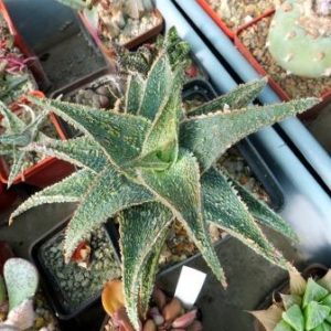 aloe hybrid Тай куб 8 см
