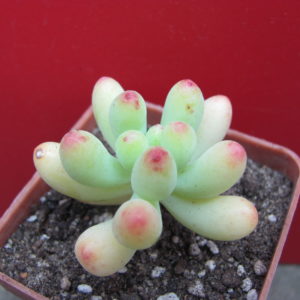 Sedum   pachyphyllum