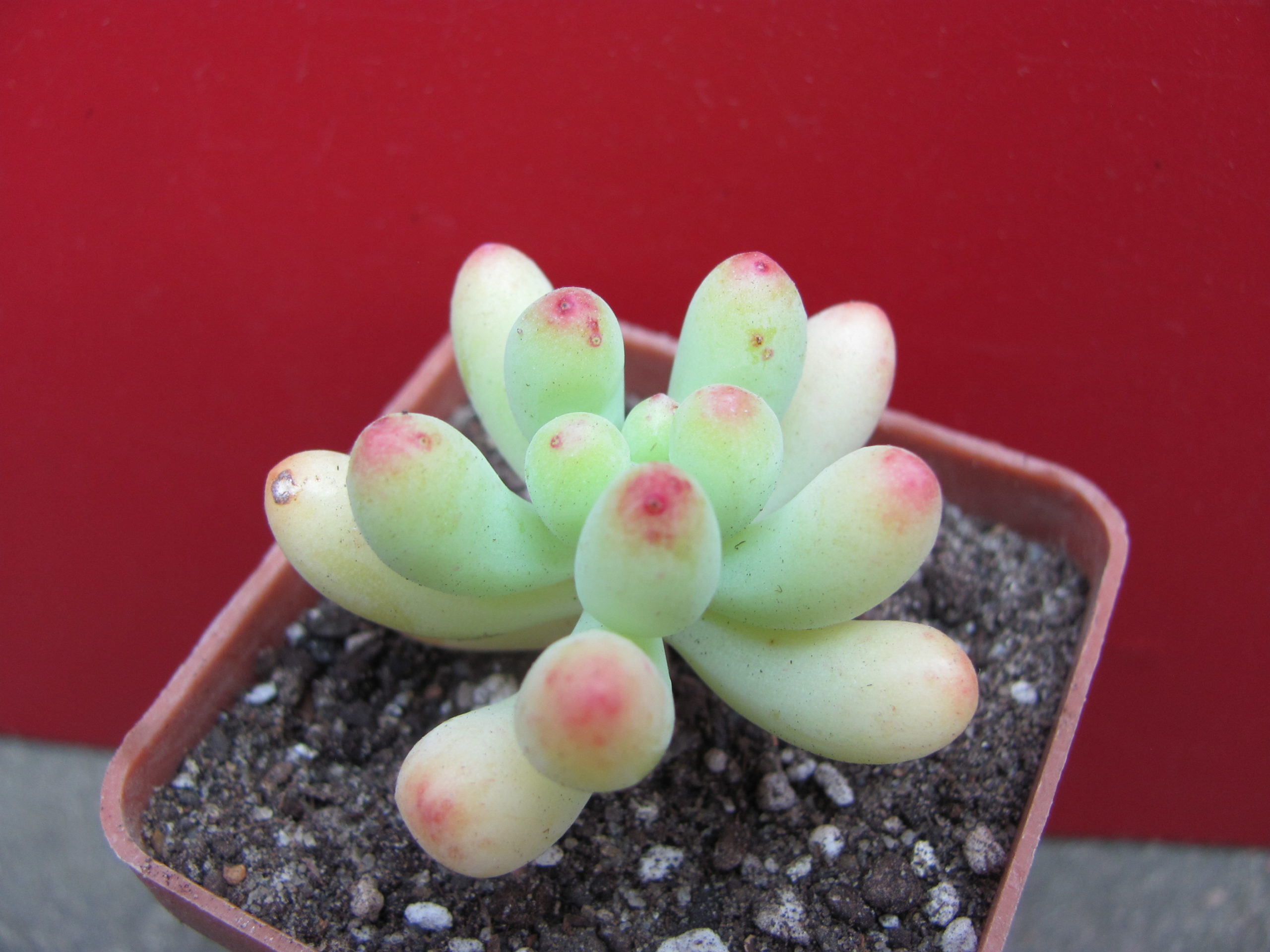 Sedum   pachyphyllum